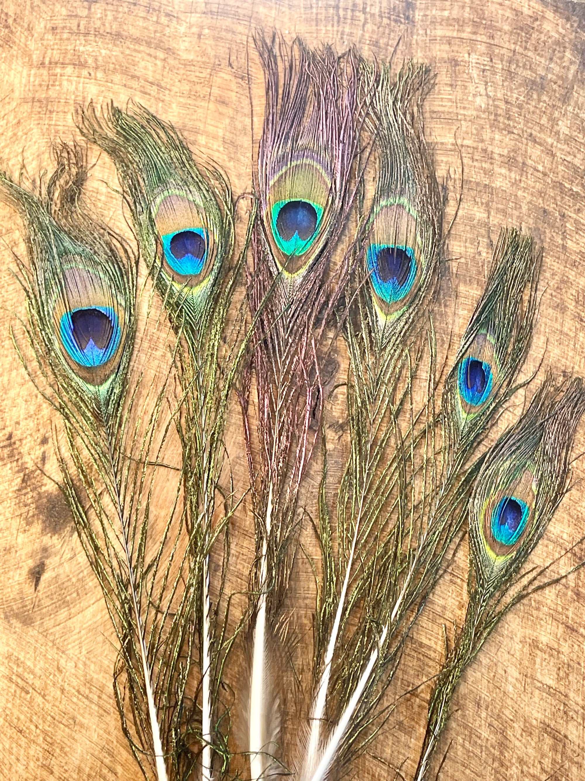 Peacock Hat Feather